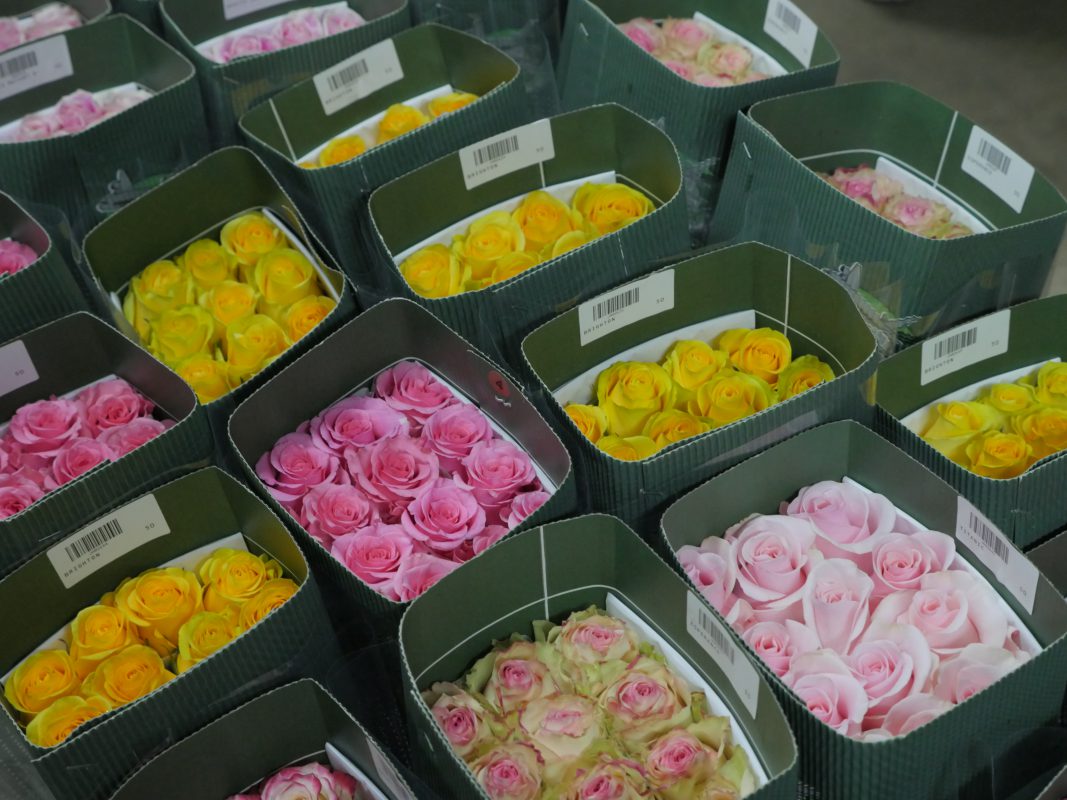 Jet Fresh Flower Distributors