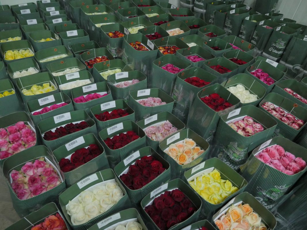 Jet Fresh Flower Distributors