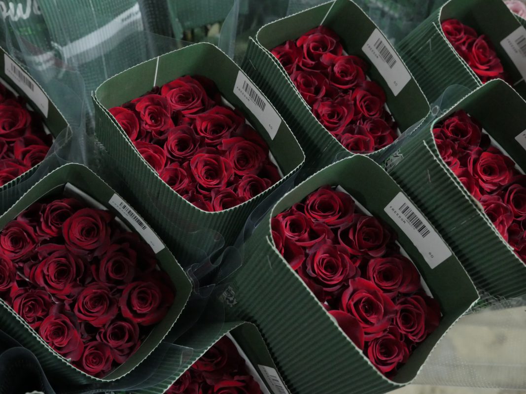 Jet Fresh Flower Distributors