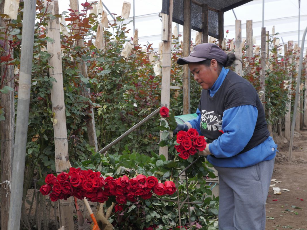 Jet Fresh Flower Distributors
