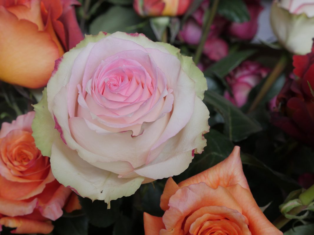 Jet Fresh Flower Distributors
