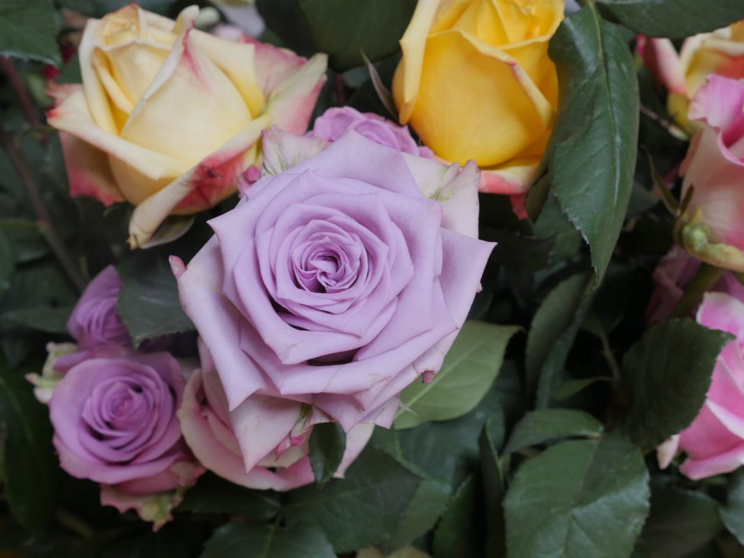 Jet Fresh Flower Distributors