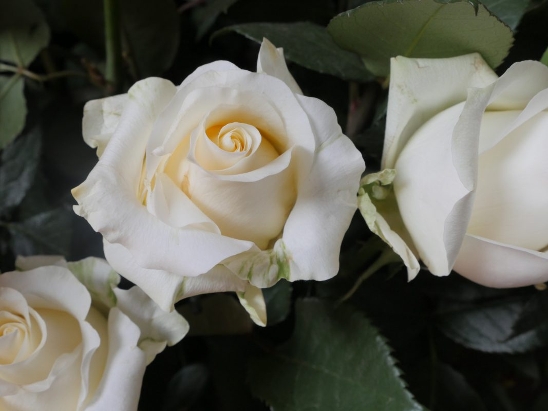 Jet Fresh Flower Distributors