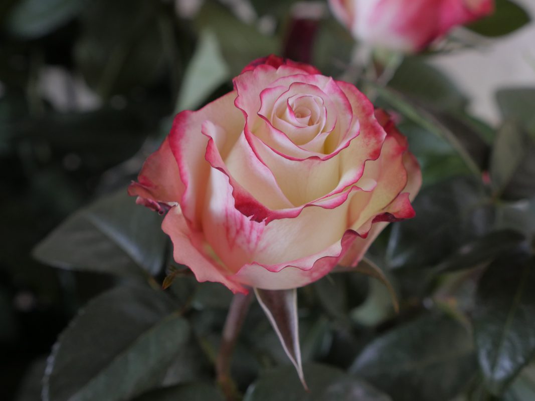 Jet Fresh Flower Distributors