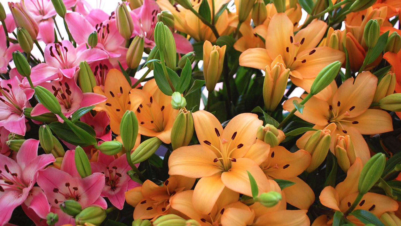Jet Fresh Flower Distributors
