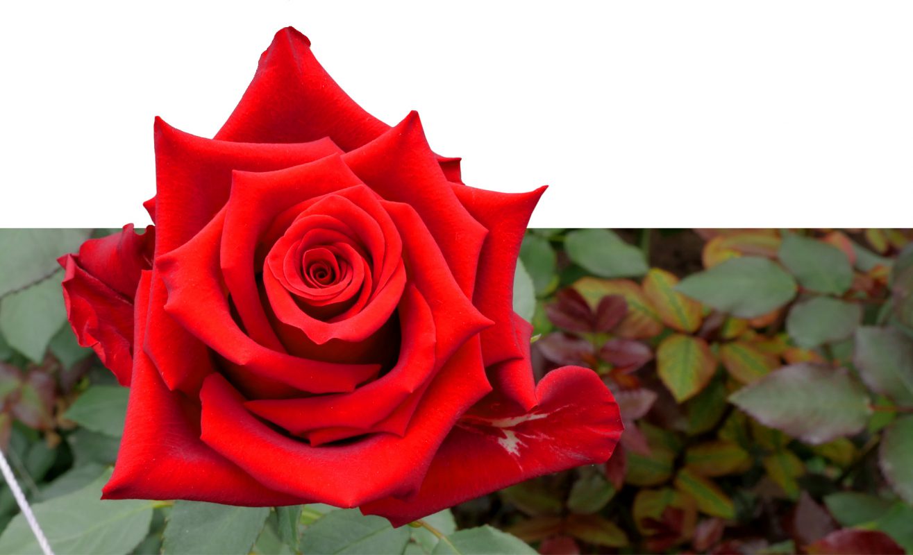 Jet Fresh Flower Distributors