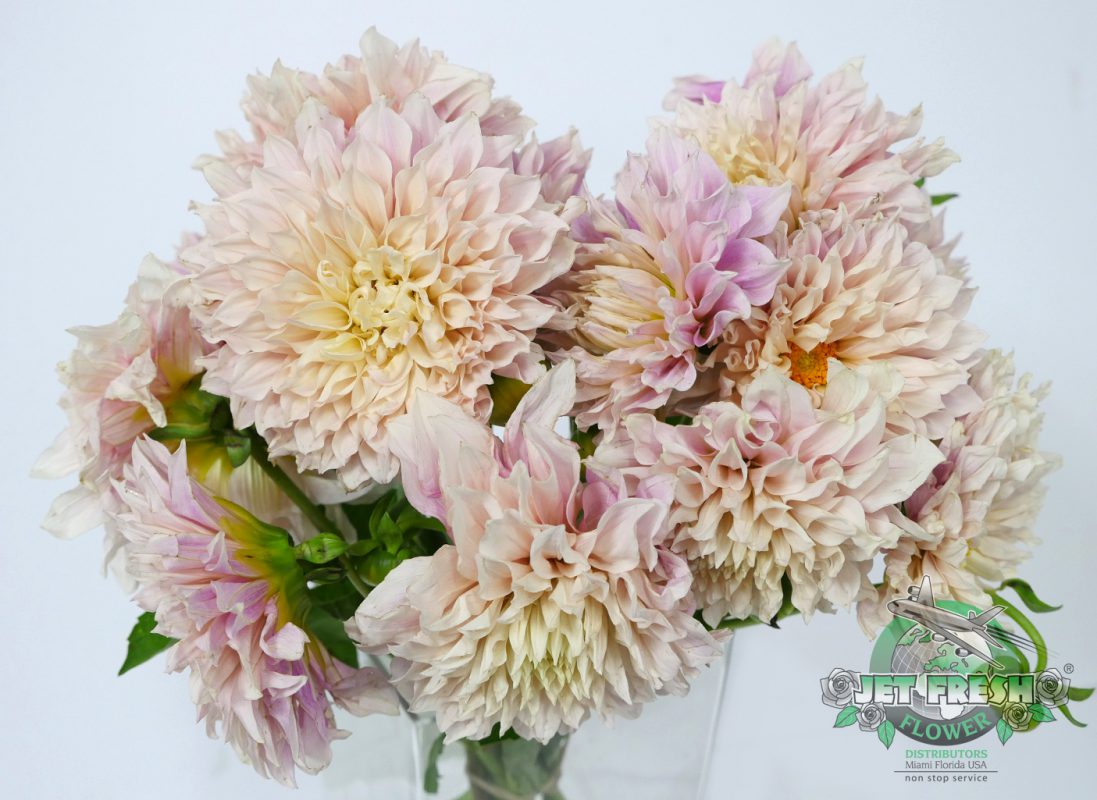 Jet Fresh Flower Distributors