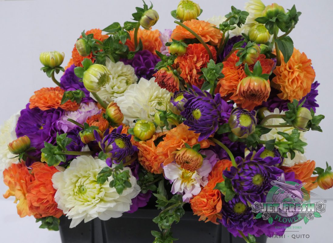 Jet Fresh Flower Distributors
