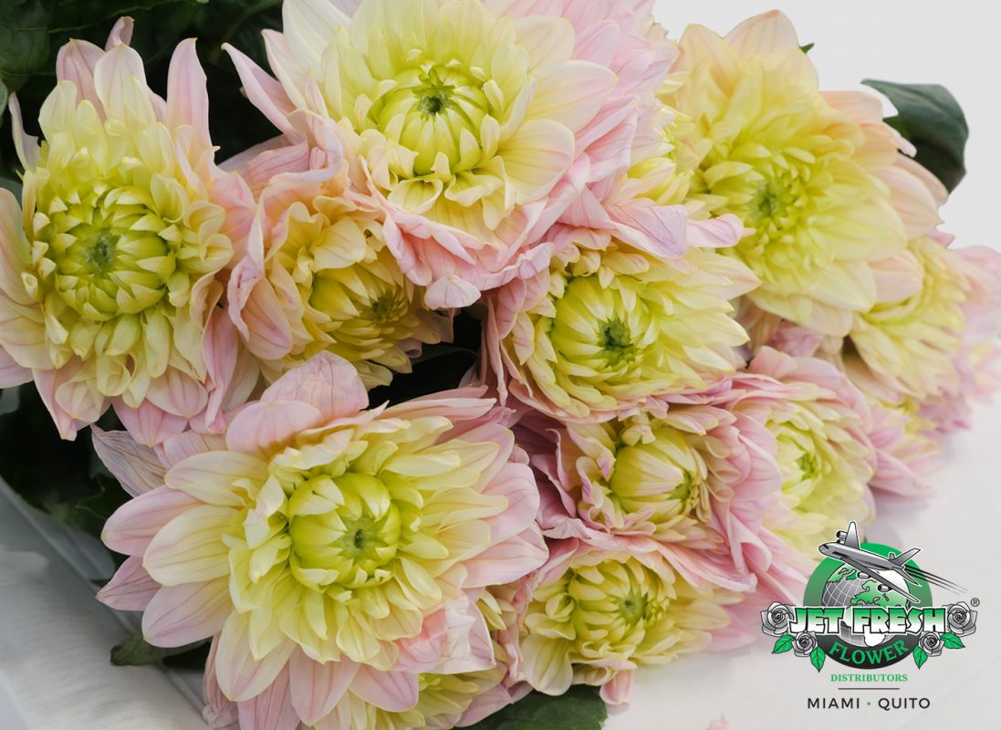Jet Fresh Flower Distributors