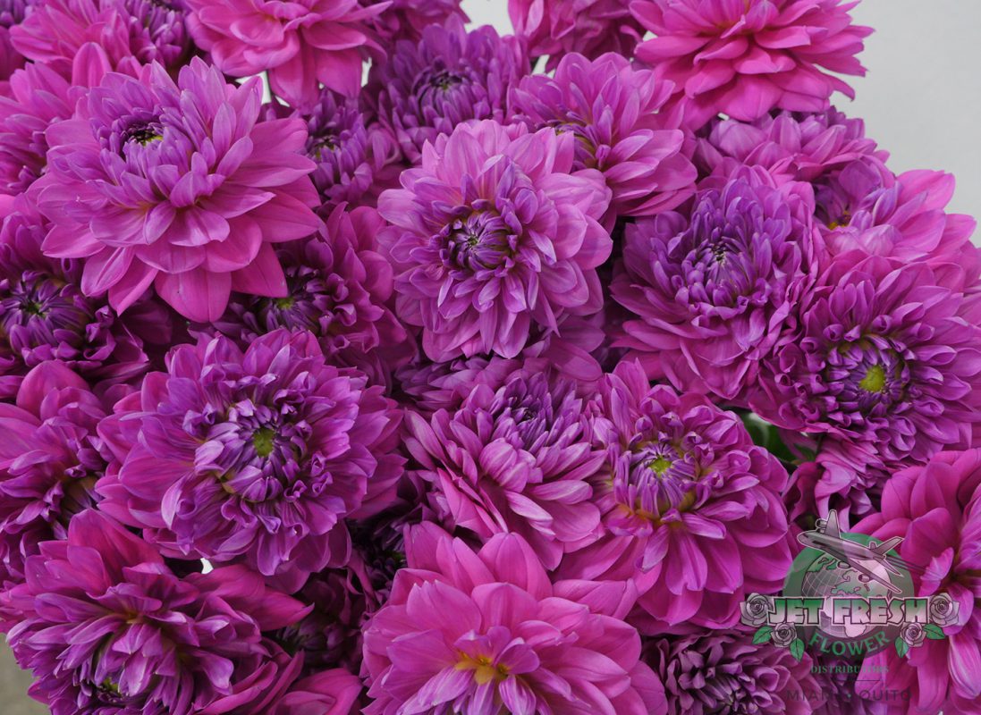 Jet Fresh Flower Distributors