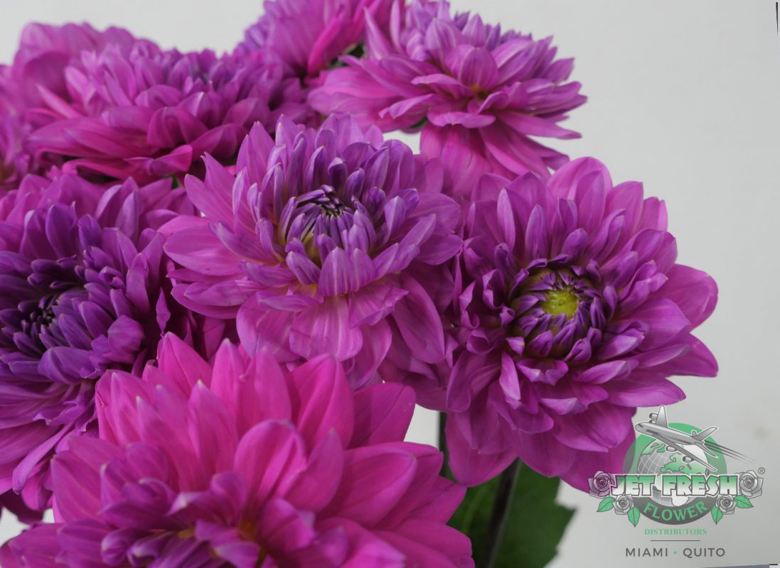 Jet Fresh Flower Distributors