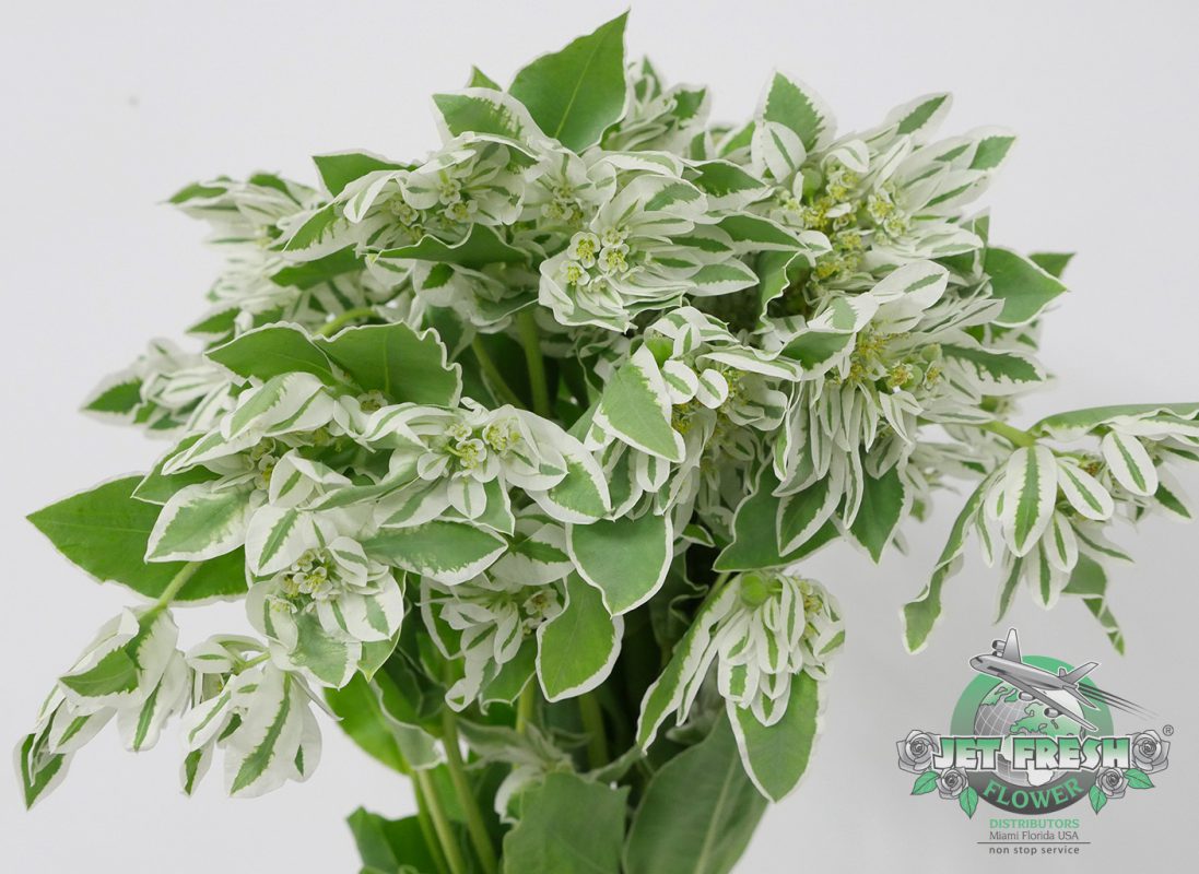 Jet Fresh Flower Distributors