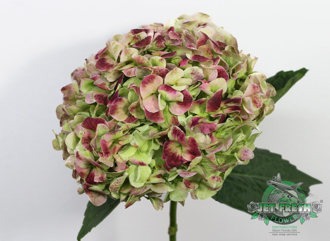 Jet Fresh Flower Distributors