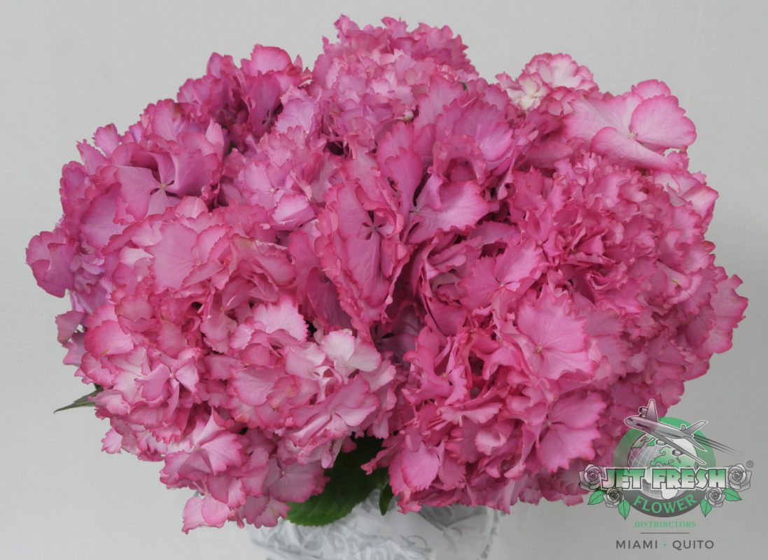 Jet Fresh Flower Distributors