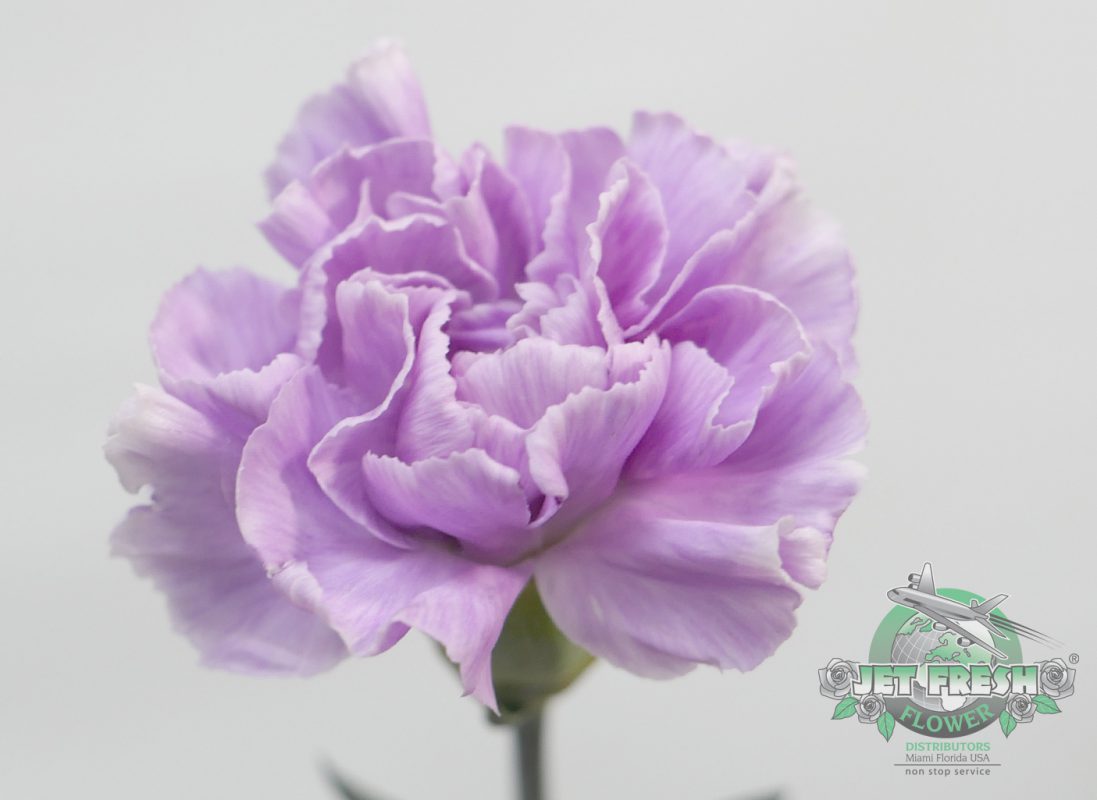 Jet Fresh Flower Distributors