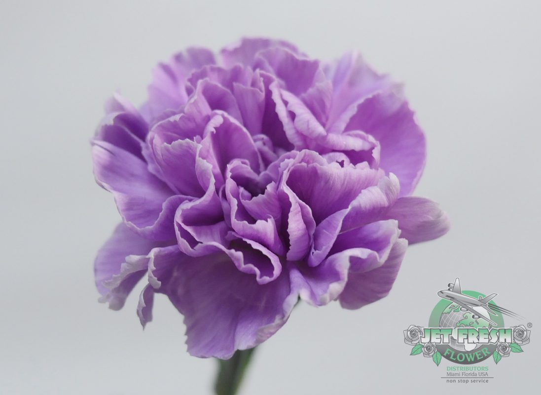 Jet Fresh Flower Distributors
