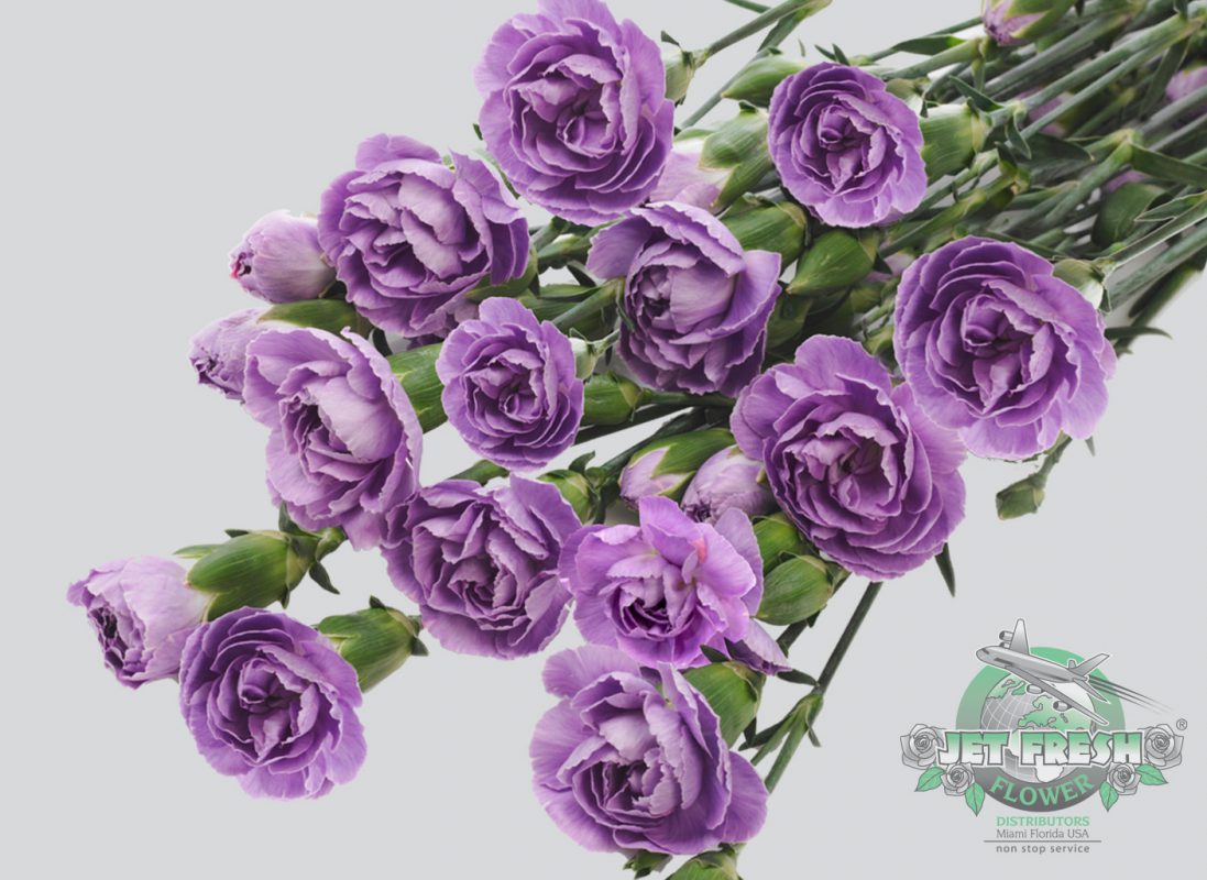 Jet Fresh Flower Distributors
