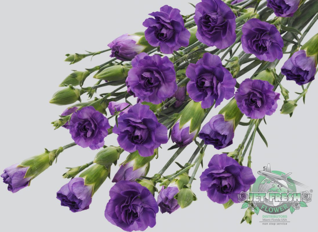 Jet Fresh Flower Distributors