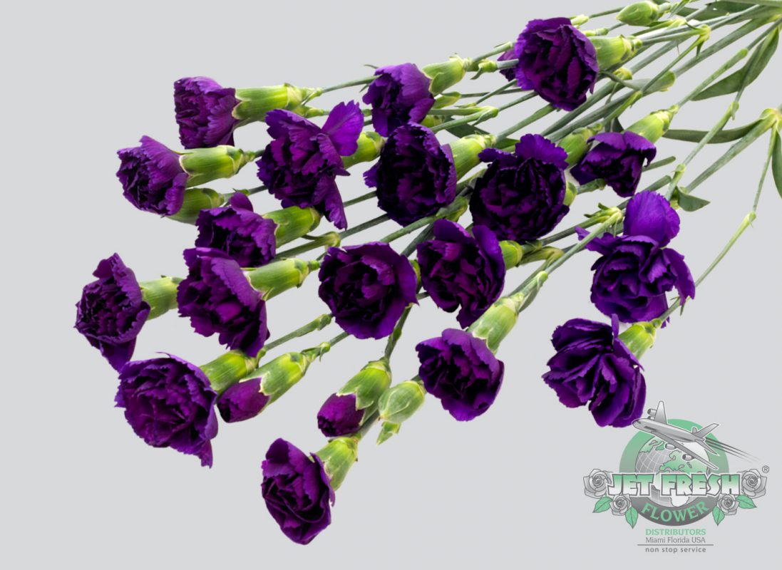 Jet Fresh Flower Distributors