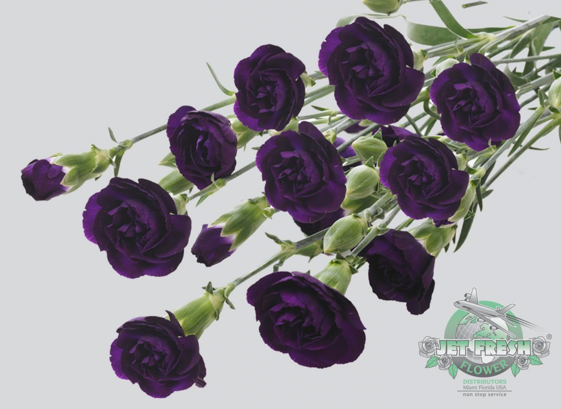 Jet Fresh Flower Distributors
