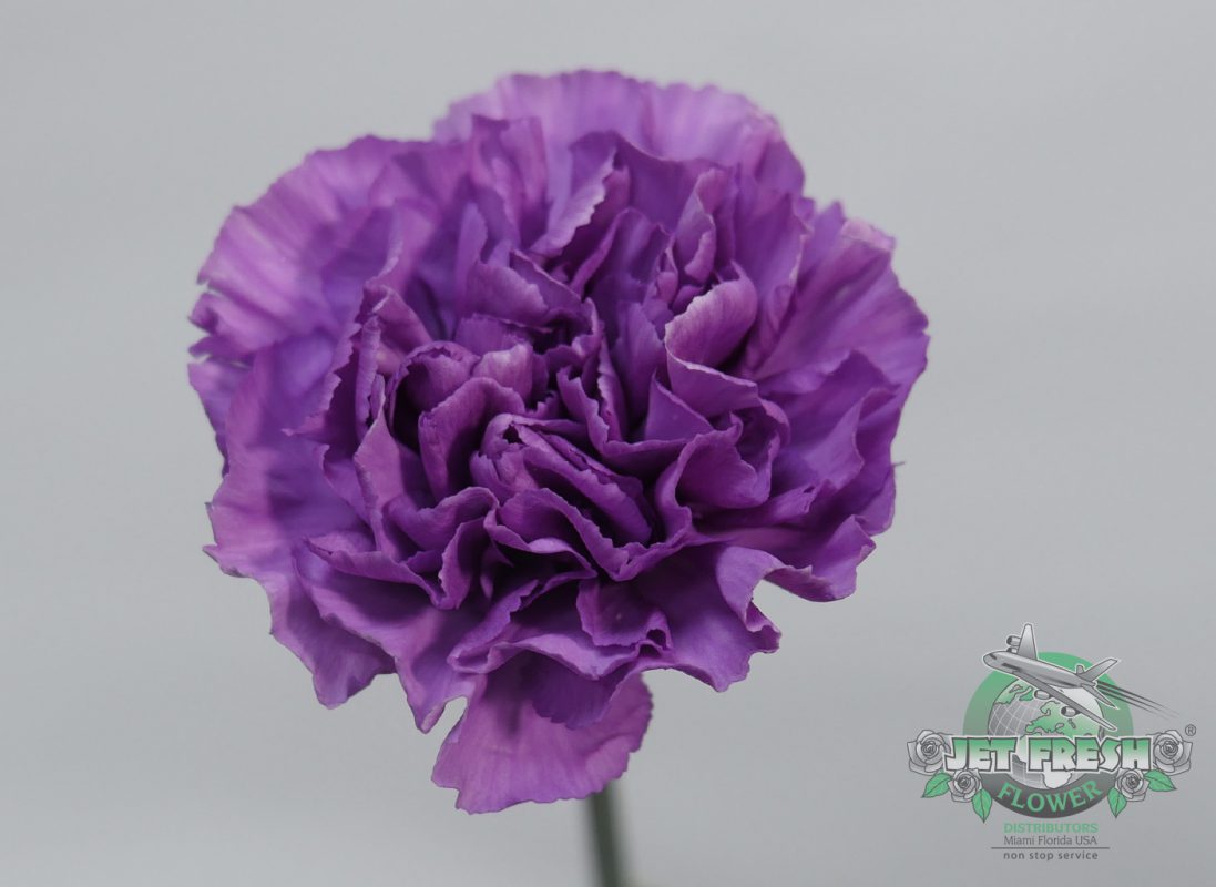 Jet Fresh Flower Distributors