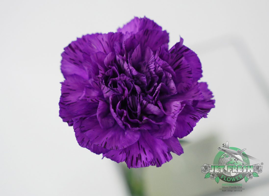 Jet Fresh Flower Distributors
