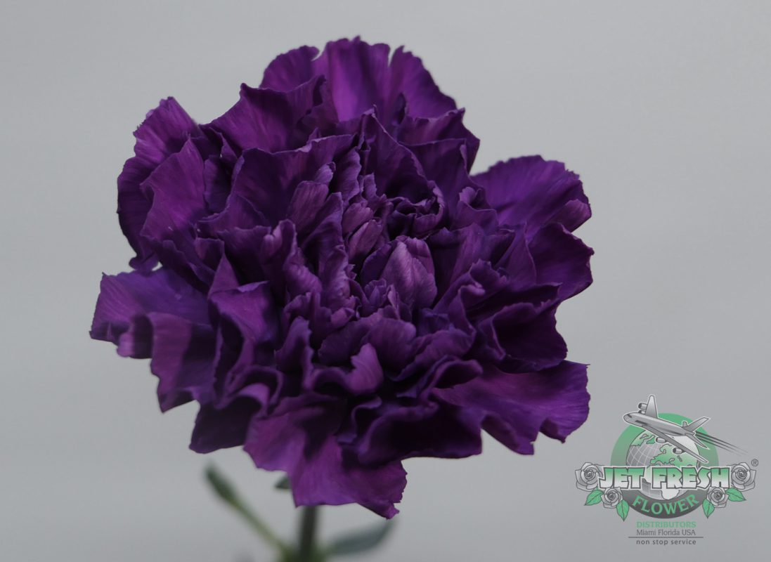 Jet Fresh Flower Distributors