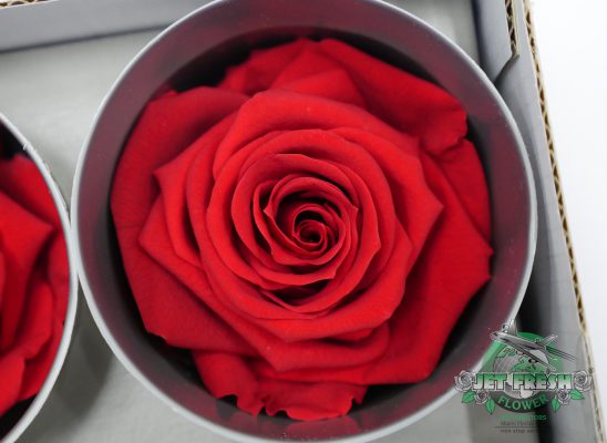 Buy a Preserved Rose leaves - Verdissimo