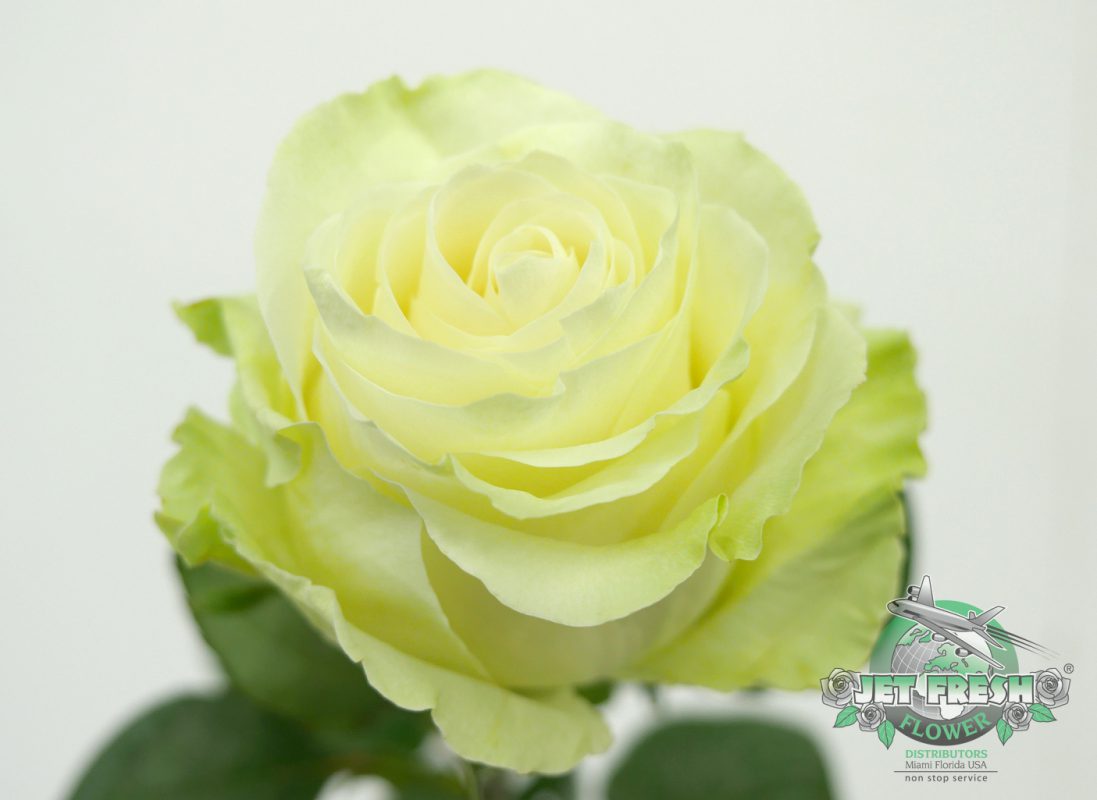 Jet Fresh Flower Distributors
