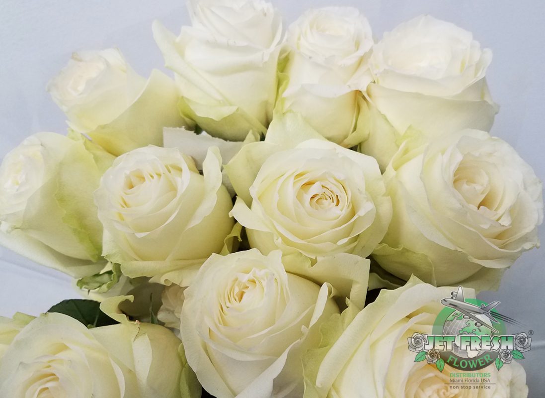 Jet Fresh Flower Distributors