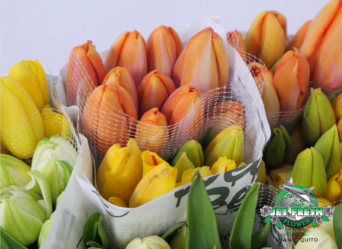 Jet Fresh Flower Distributors