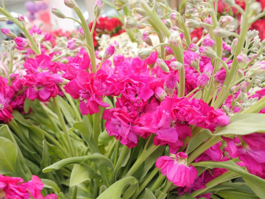 Jet Fresh Flower Distributors