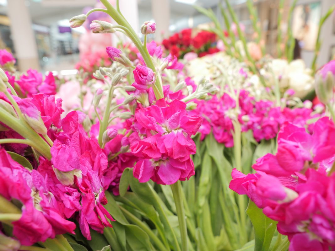 Jet Fresh Flower Distributors