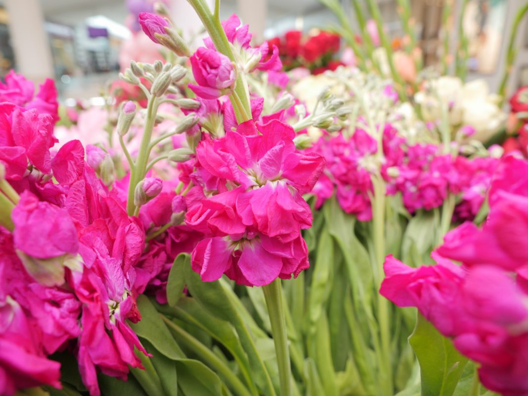 Jet Fresh Flower Distributors