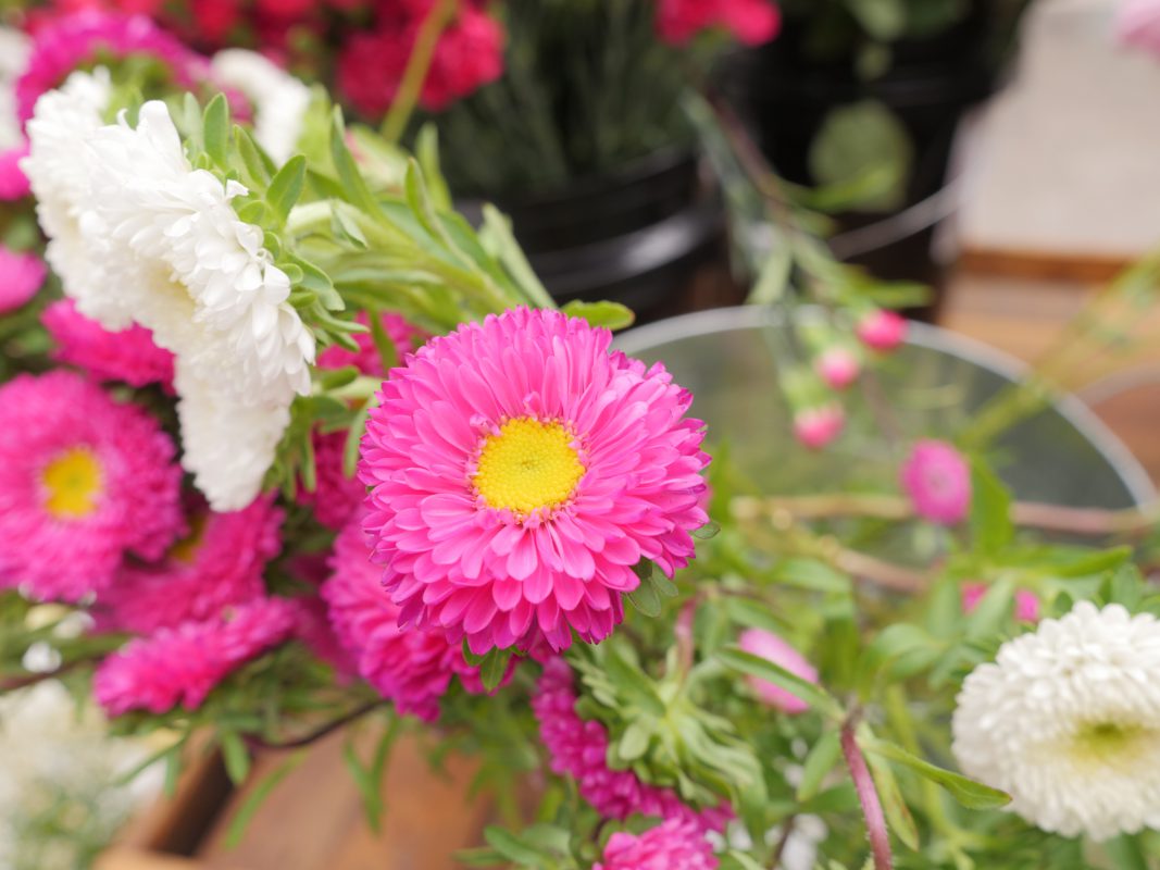 Jet Fresh Flower Distributors