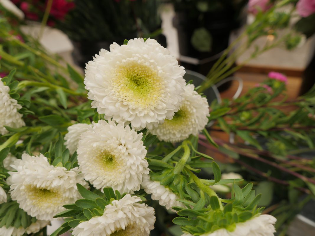 Jet Fresh Flower Distributors