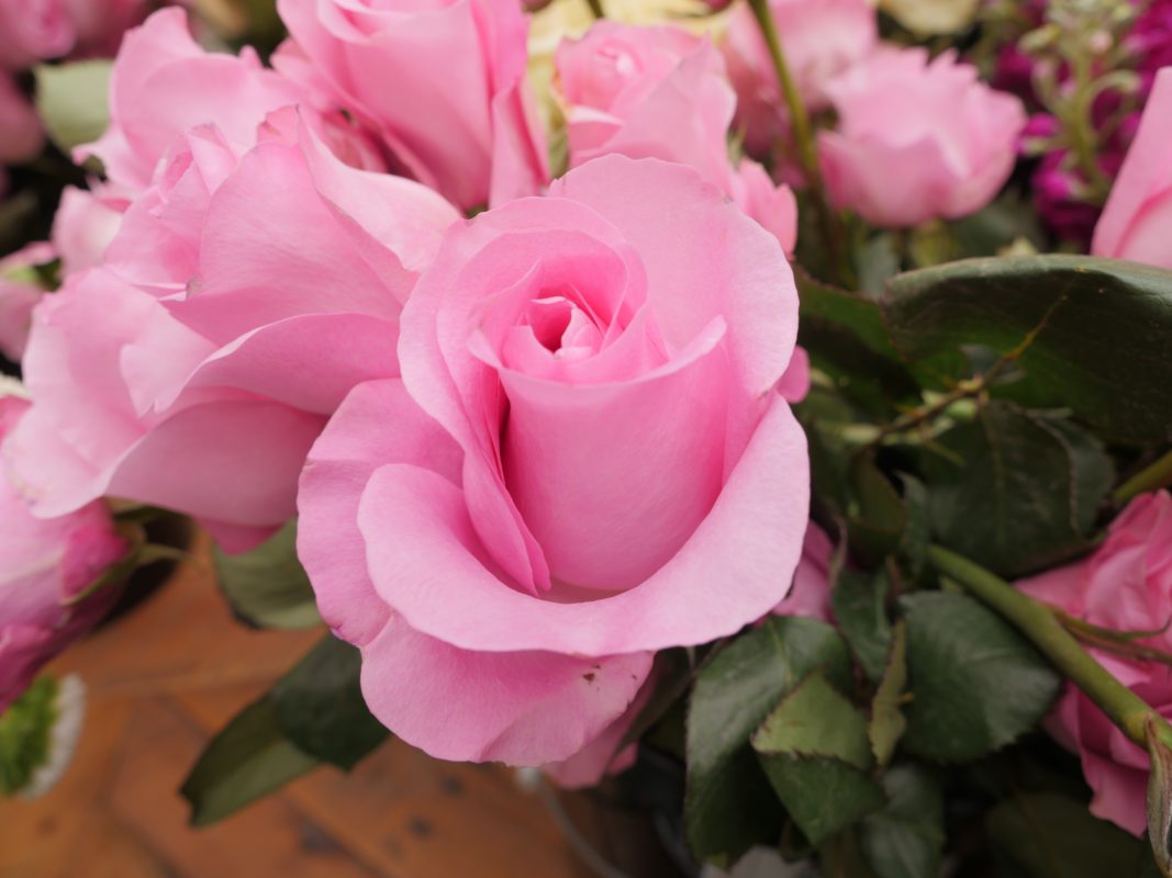 Jet Fresh Flower Distributors