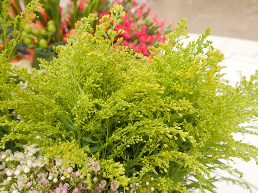 Jet Fresh Flower Distributors