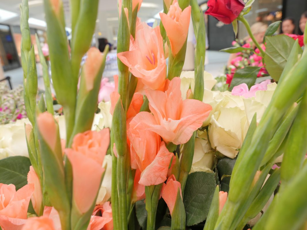 Jet Fresh Flower Distributors