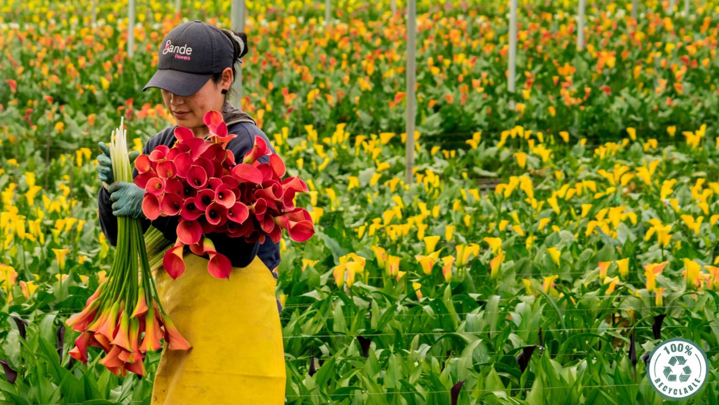 Jet Fresh Flower Distributors