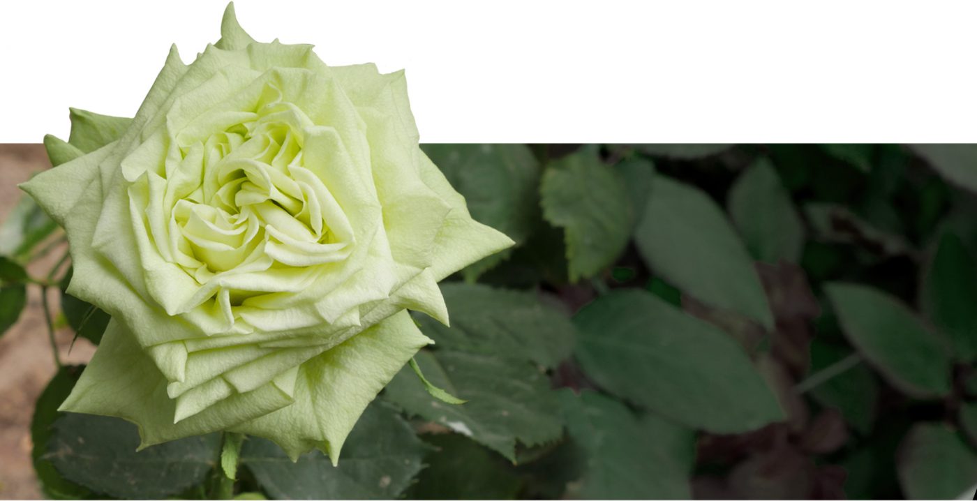 Jet Fresh Flower Distributors