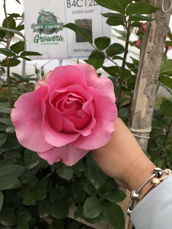 Jet Fresh Flower Distributors