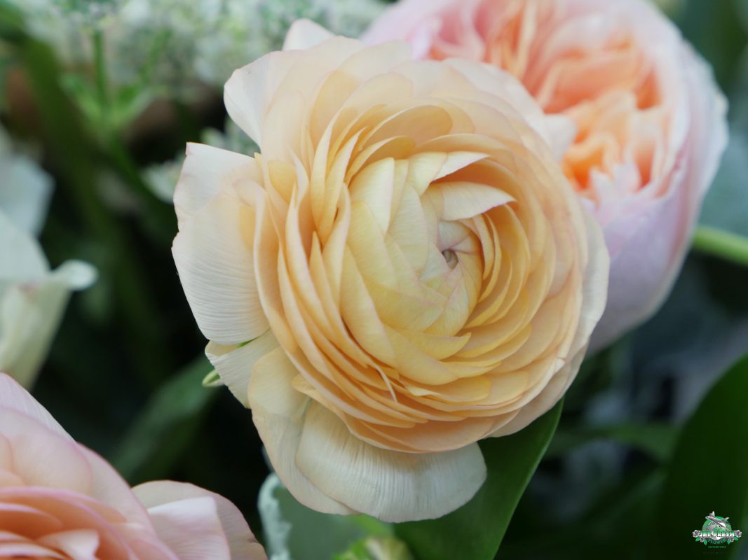 Jet Fresh Flower Distributors