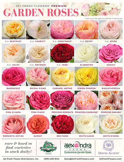 Garden roses - Jet Fresh Flower Distributors