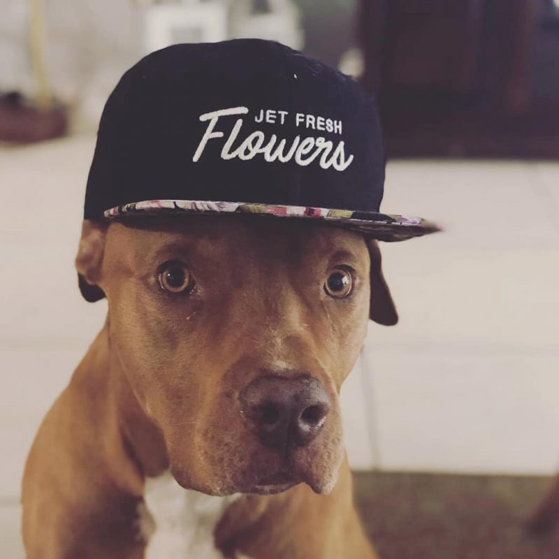 Jet Fresh Flower Distributors