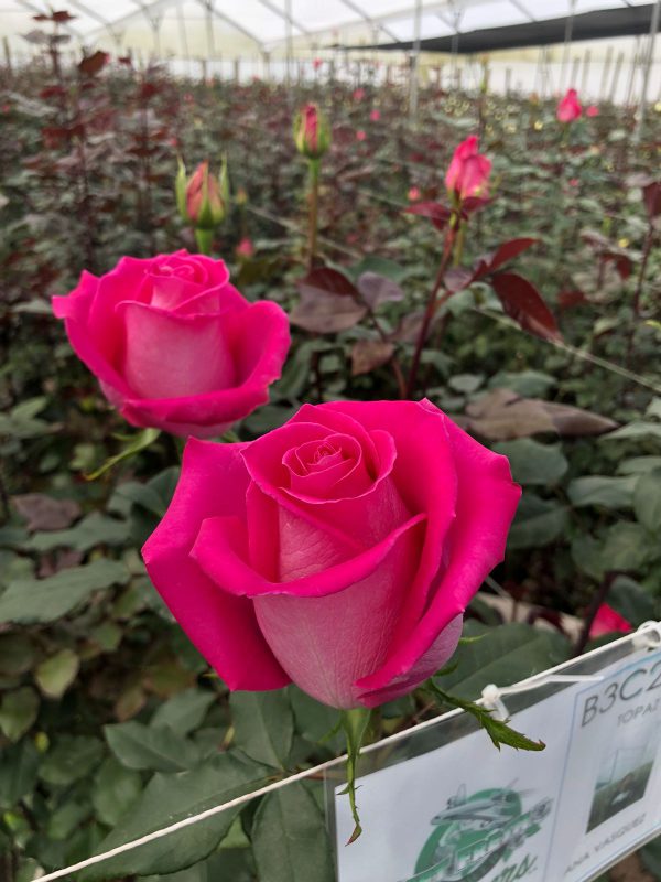 Jet Fresh Flower Distributors
