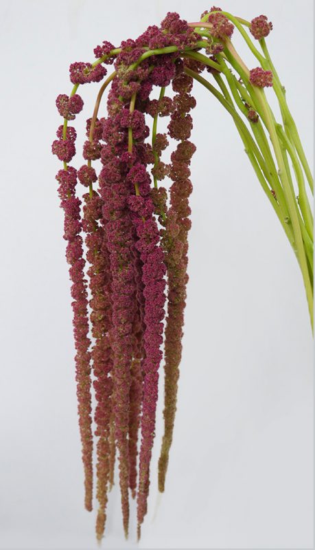 Jet Fresh Flower Distributors