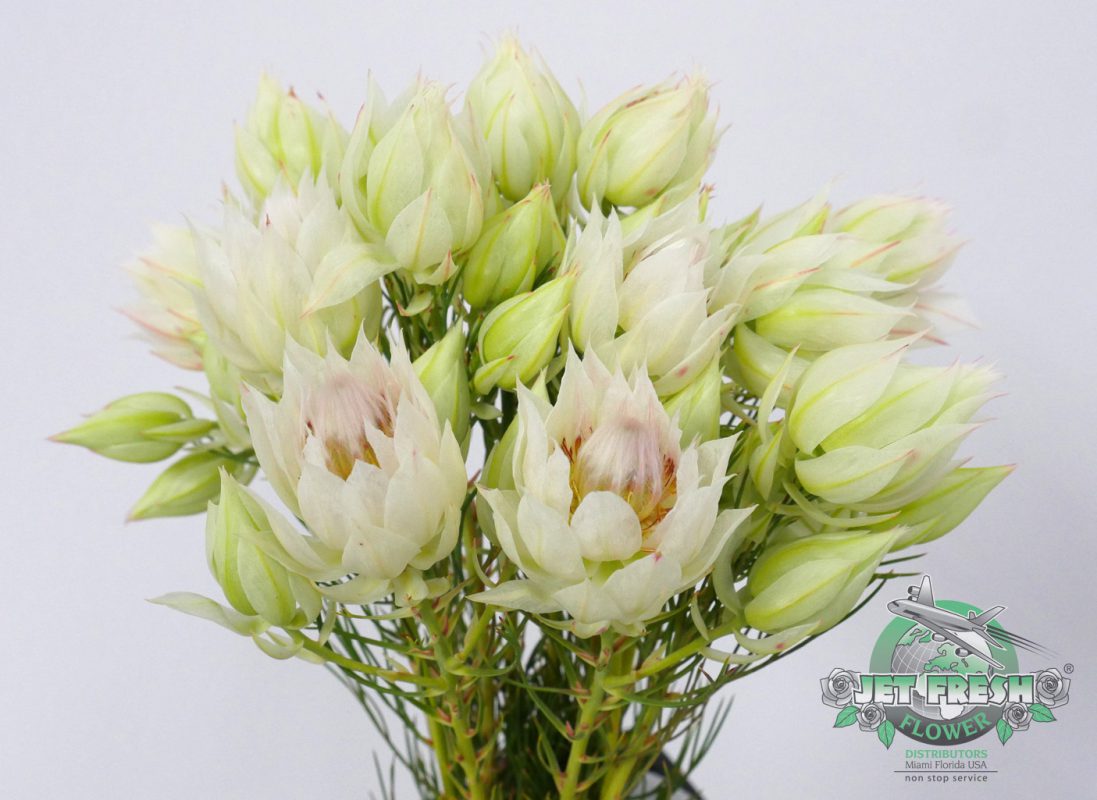 Jet Fresh Flower Distributors
