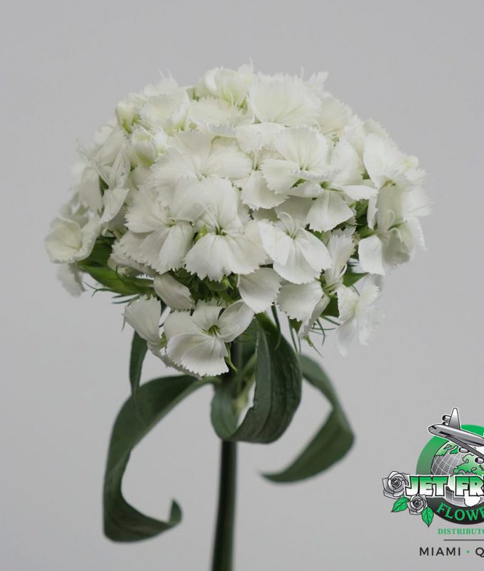 Jet Fresh Flower Distributors