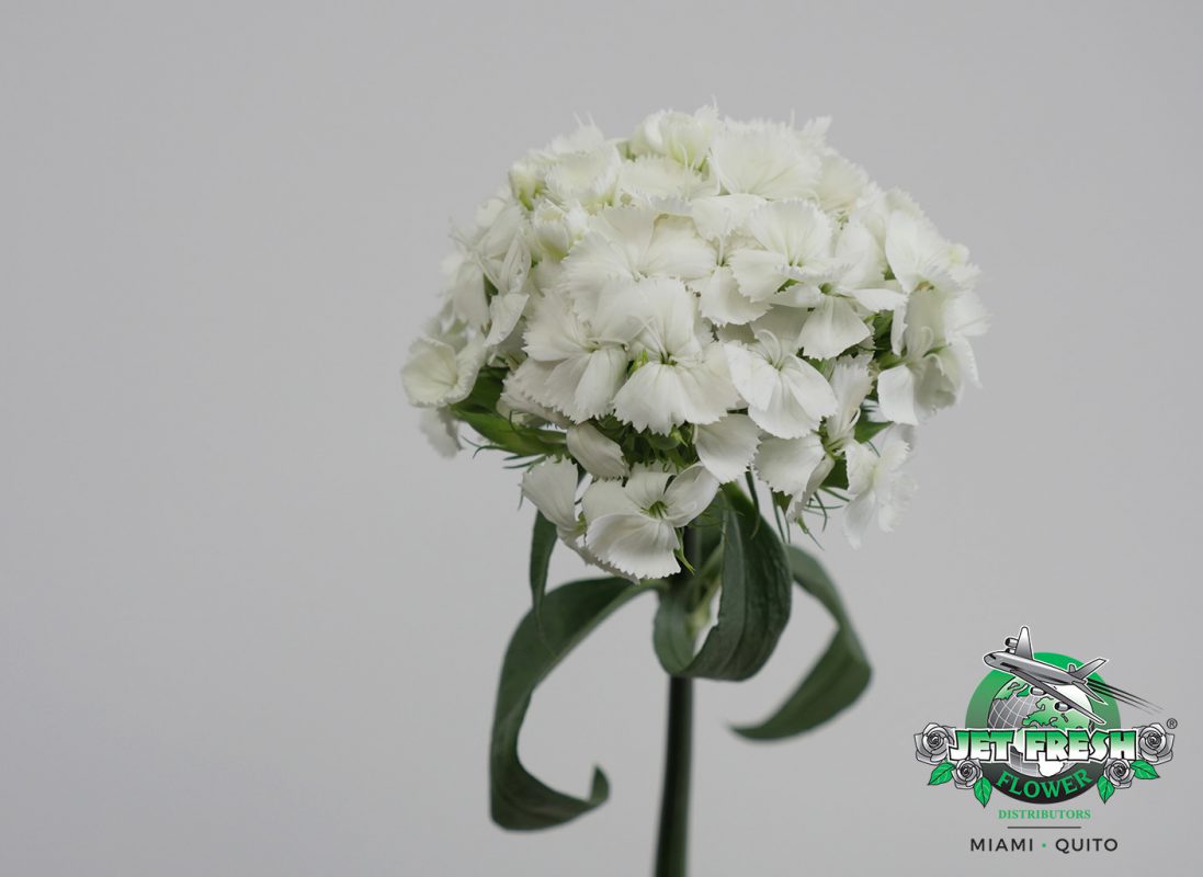 Jet Fresh Flower Distributors